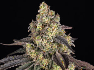 KUSH MINTZ STRAIN THC 26% CBD 1,6% Femminizzate