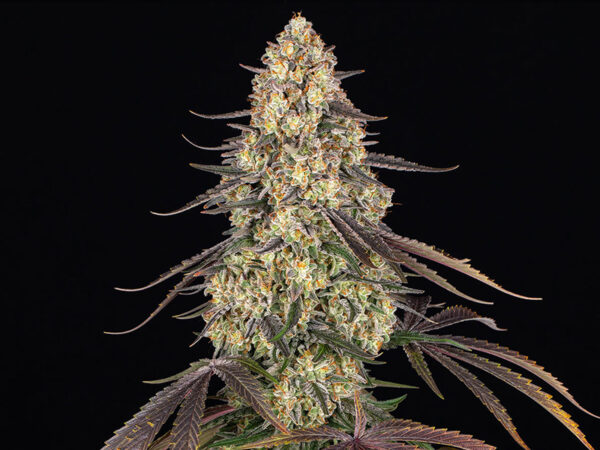 KUSH MINTZ STRAIN THC 26% CBD 1,6% Femminizzate - immagine 2