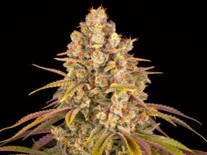 LEMON TREE STRAIN THC 25% CBD 0,9 Femminizzate