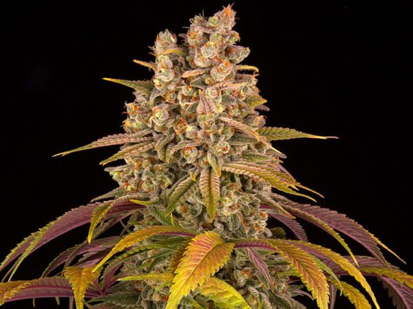 LEMON TREE STRAIN THC 25% CBD 0,9 Femminizzate - immagine 2