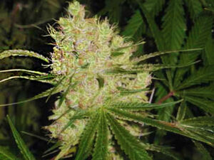 LEMON XXL AUTO THC 17% CBD 0,20 Autofiorenti