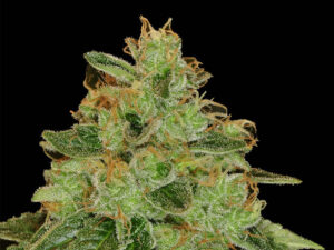 LEMON XXL THC 22% CBD 0,90% Femminizzate