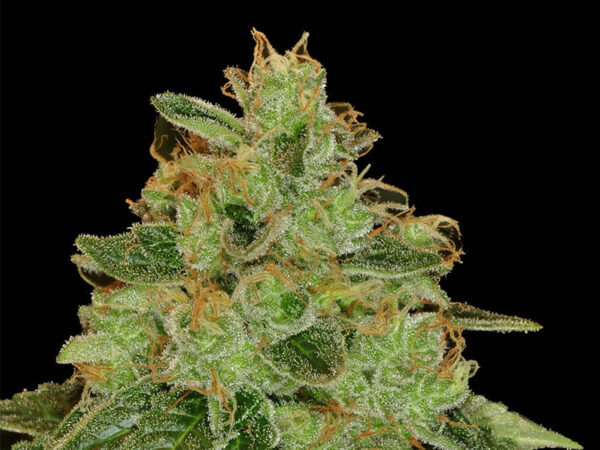 LEMON XXL THC 22% CBD 0,90% Femminizzate