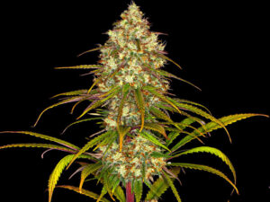 LIBERTY HAZE STRAIN THGC 25% CBD 1,3 Femminizzate