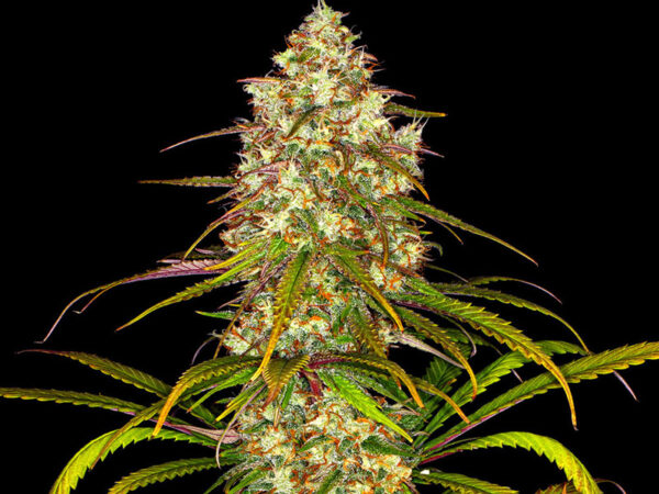 LIBERTY HAZE STRAIN THGC 25% CBD 1,3 Femminizzate - immagine 2