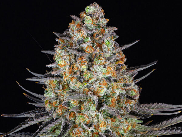 LSD STRAIN THC 23% CBD 1,3% Autofiorenti - immagine 2
