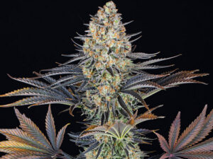 LSD STRAIN THC 23% CBD 1,3% Autofiorenti