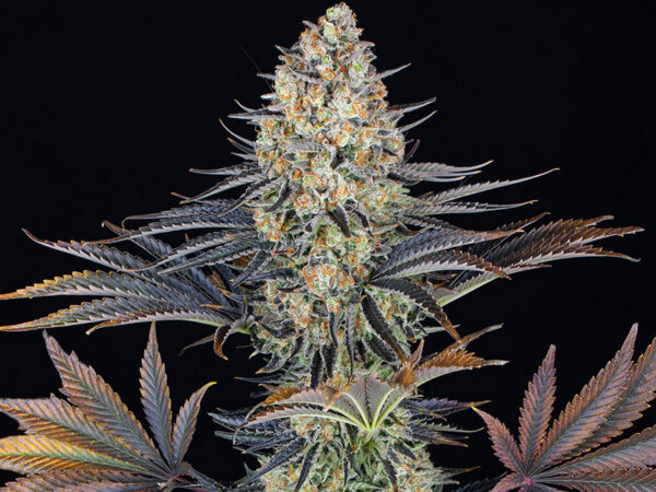 LSD STRAIN THC 23% CBD 1,3% Autofiorenti