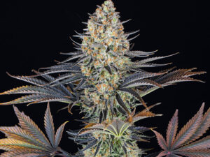 LSD STRAIN THC 25% CBD 1,2 Femminizzate