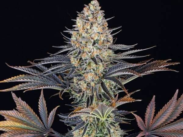 LSD STRAIN THC 25% CBD 1,2 Femminizzate