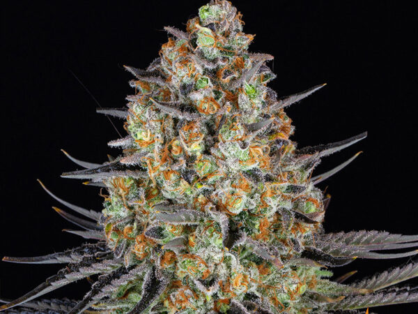 LSD STRAIN THC 25% CBD 1,2 Femminizzate - immagine 2