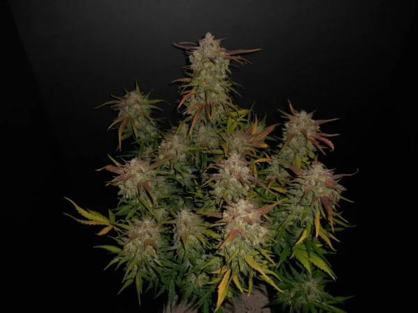 Lemon AK Auto THC fino a 24% - immagine 2