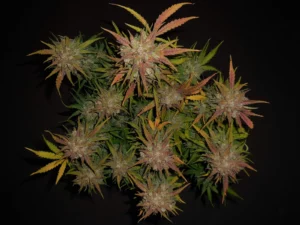 Lemon AK Auto THC fino a 24%