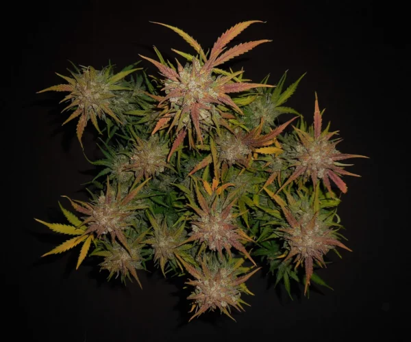 Lemon AK Auto THC fino a 24%