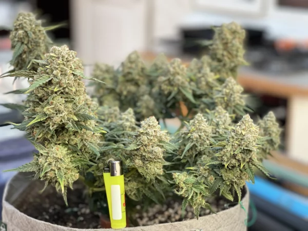 Lemon Pie Auto THC fino a 24% - immagine 2