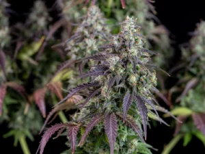 Lemon Pie Auto THC fino a 24%