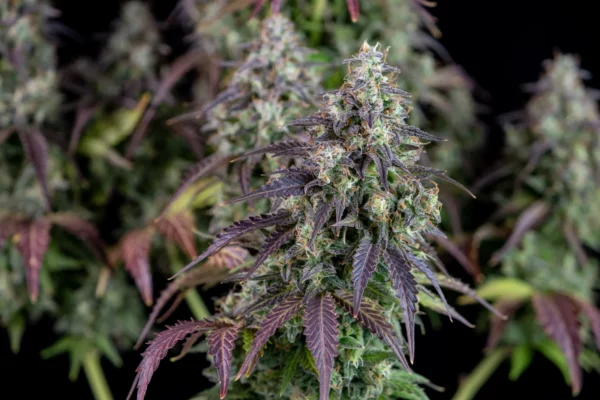 Lemon Pie Auto THC fino a 24%