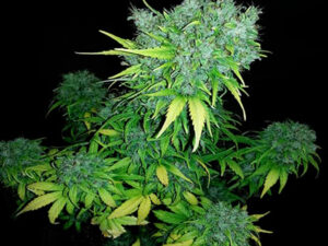 MAGNUM GOM AUTO THC 16% CBD 0,80% Autofiorenti