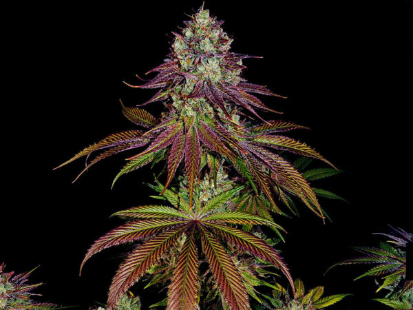 MIMOSA EVO STRAIN THC da 25 a 30% CBD 0,8 Femminizzate - immagine 2