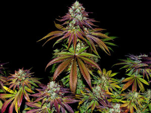 MIMOSA EVO STRAIN THC da 25 a 30% CBD 0,8 Femminizzate