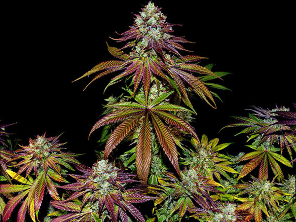 MIMOSA EVO STRAIN THC da 25 a 30% CBD 0,8 Femminizzate