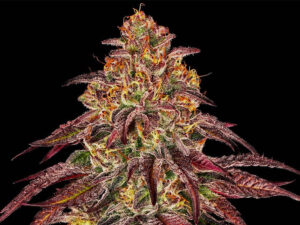 MIMOSA X ORANGE PUNCH AUTO STRAIN THC 21% CBD 0,3 Autofiorenti