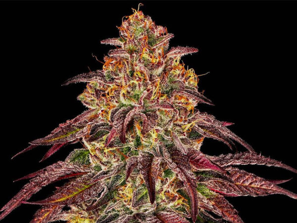 MIMOSA X ORANGE PUNCH AUTO STRAIN THC 21% CBD 0,3 Autofiorenti