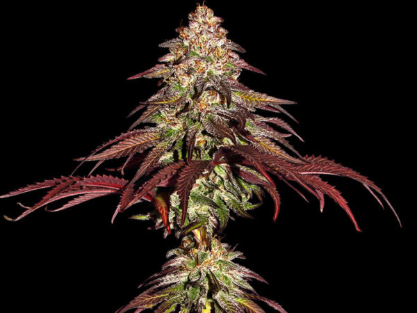MIMOSA X ORANGE PUNCH AUTO STRAIN THC 21% CBD 0,3 Autofiorenti - immagine 2