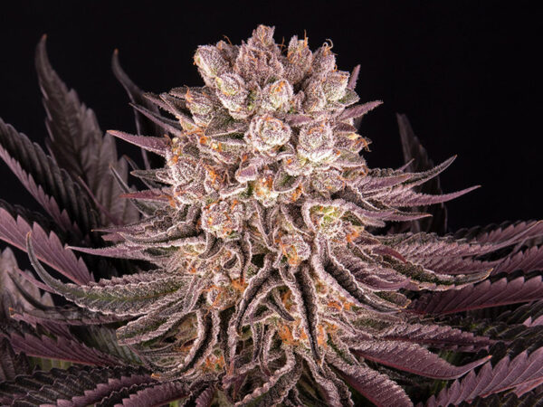 MIMOSA X ORANGE PUNCH STRAIN THC da 26 a 30% CBD 1% Femminizzate - immagine 2
