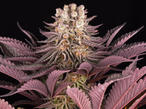 MIMOSA X ORANGE PUNCH STRAIN THC da 26 a 30% CBD 1% Femminizzate