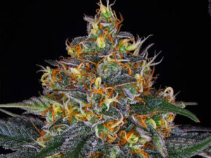 MOBY DICK AUTO STRAIN THC 22% CBD 1% Autofiorenti