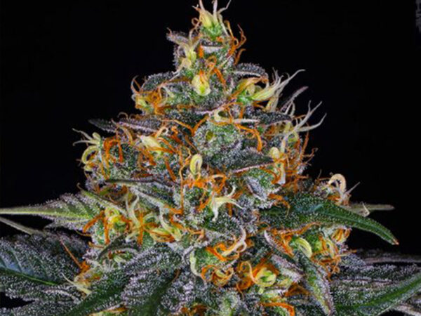 MOBY DICK AUTO STRAIN THC 22% CBD 1% Autofiorenti