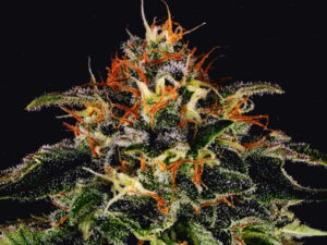 MOBY DICK STRAIN THC 27% CBD 1% Femminizzate