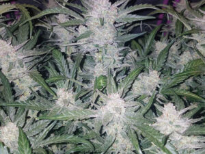 Mexican Airlines Auto THC fino a 19%
