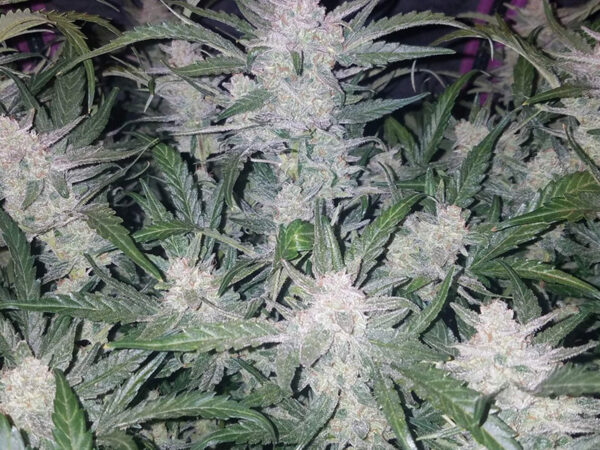 Mexican Airlines Auto THC fino a 19%