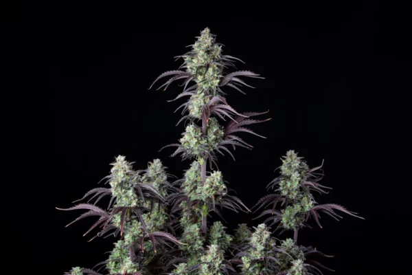 Mimosa Cake Auto THC fino a 24% - immagine 2