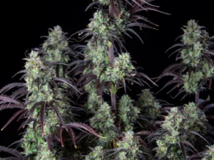 Mimosa Cake Auto THC fino a 24%