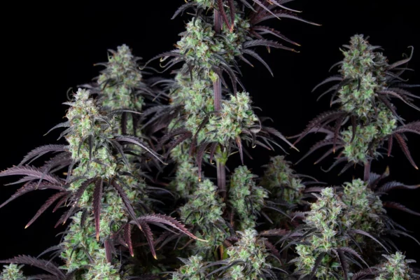 Mimosa Cake Auto THC fino a 24%