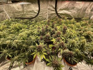 Mix Pack Auto THC da 19 – 28.5 %