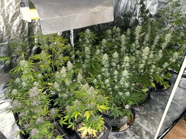Mix Pack Auto THC da 19 – 28.5 % - immagine 2