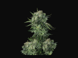 Moby Dick Auto THC fino a 23%