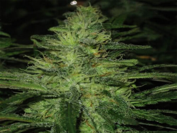 NL XXL Autofiorenti THC 19% CBD 1,20 - immagine 2