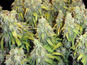 NL XXL Autofiorenti THC 19% CBD 1,20