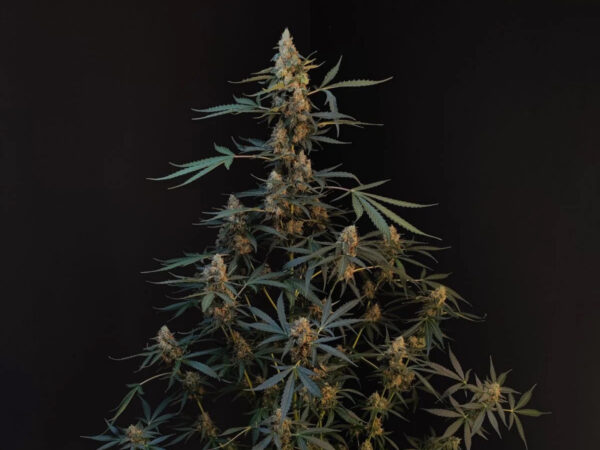 Northern Lights Auto THC fino a 20% - immagine 2