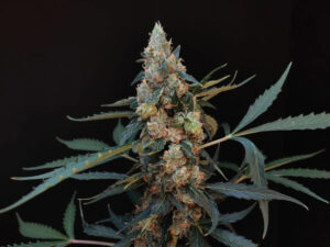 Northern Lights Auto THC fino a 20%
