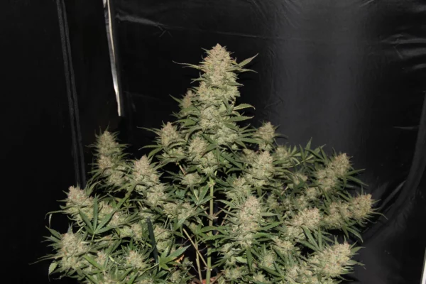 OG Kush Auto THC fino a 23% - immagine 2