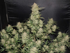 OG Kush Auto THC fino a 23%
