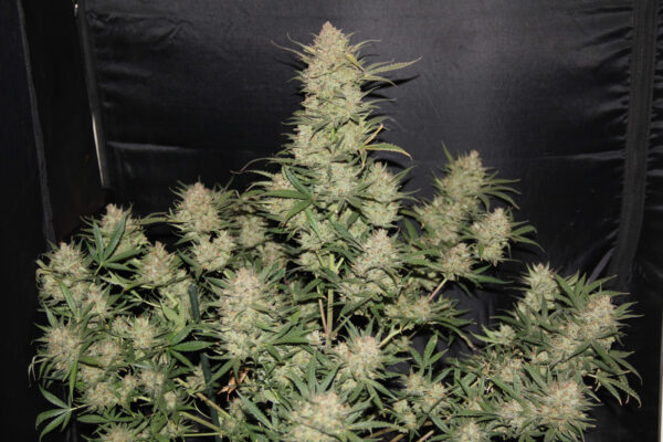 OG Kush Auto THC fino a 23%