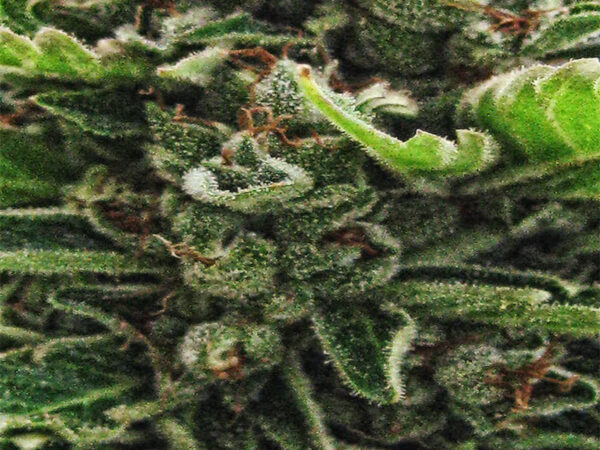 ONDA CALABRA AUTO THC 22% CBD 0,80 Autofiorenti - immagine 2