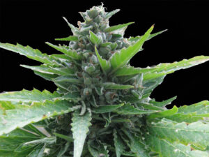 ONDA CALABRA AUTO THC 22% CBD 0,80 Autofiorenti